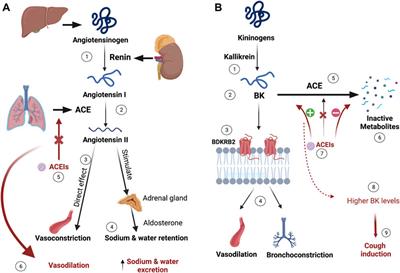 Antihypertensives associated adverse events: a review of mechanisms and pharmacogenomic biomarkers available evidence in multi-ethnic populations